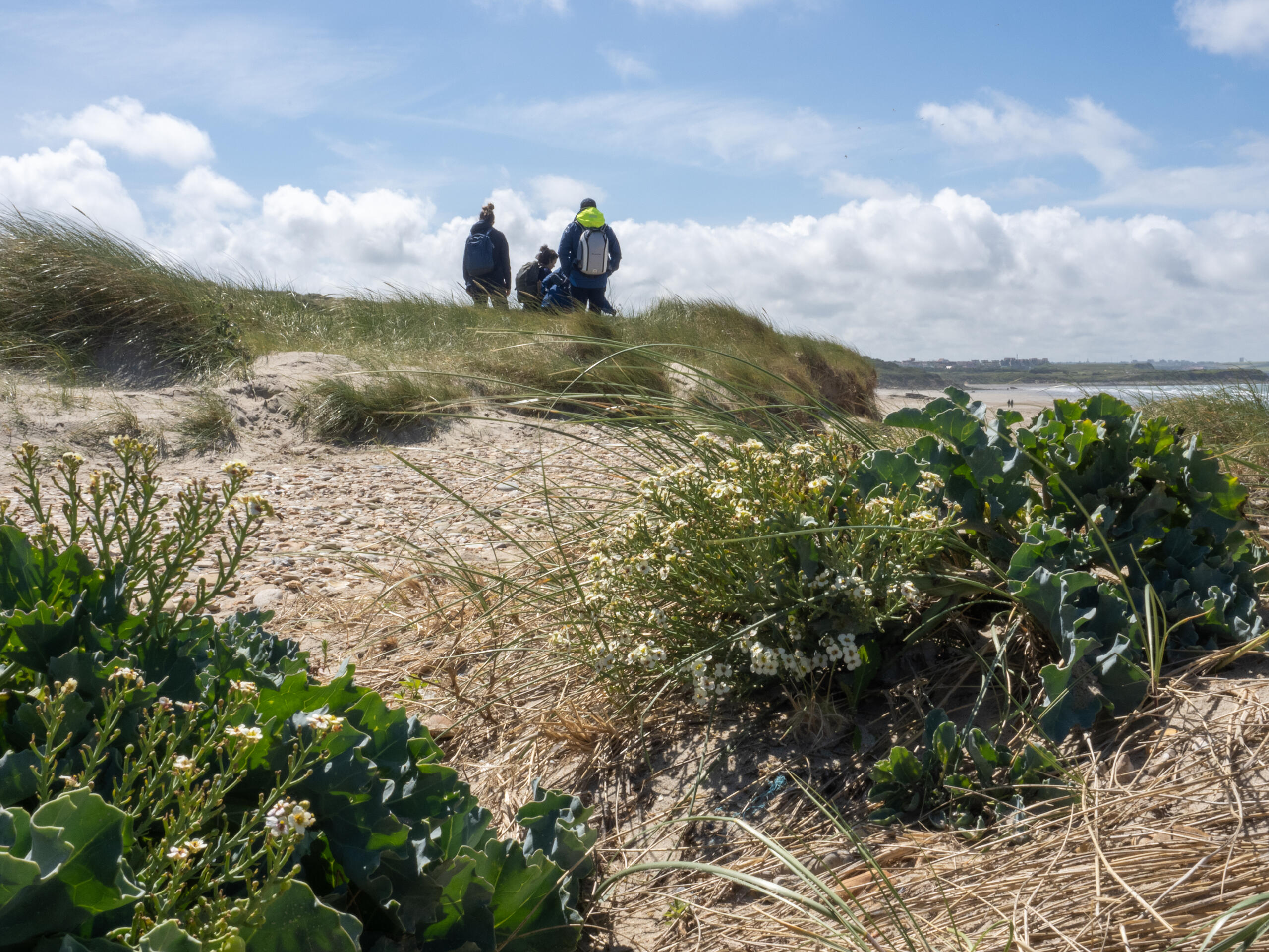 Initation du PNM EPMO à la recherche et au suivi de deux plantes protégées