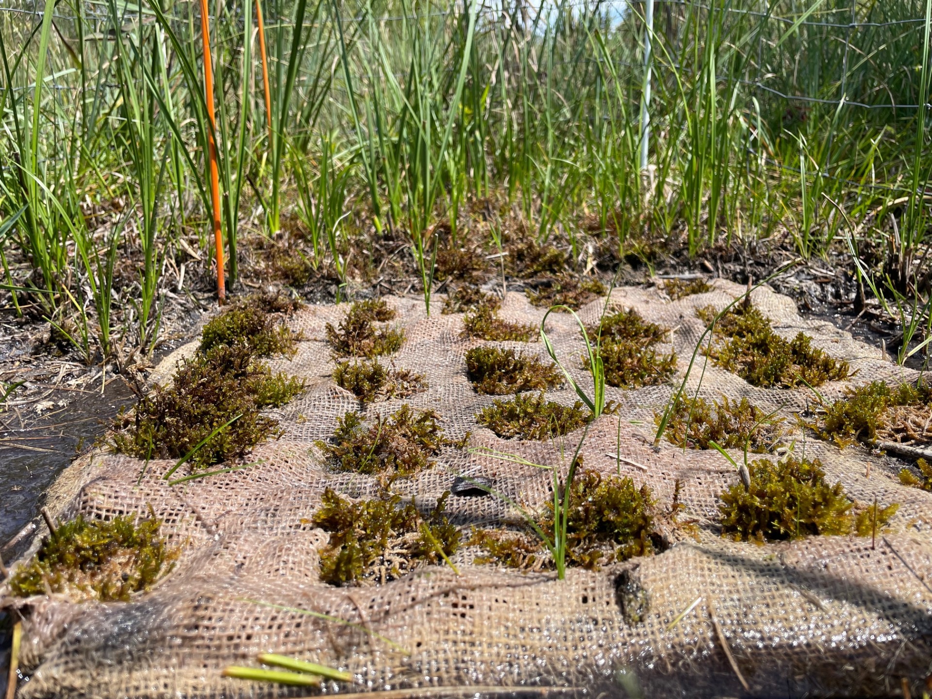 Suite des travaux de réintroduction de la Scorpidie verdâtre dans l'Aisne