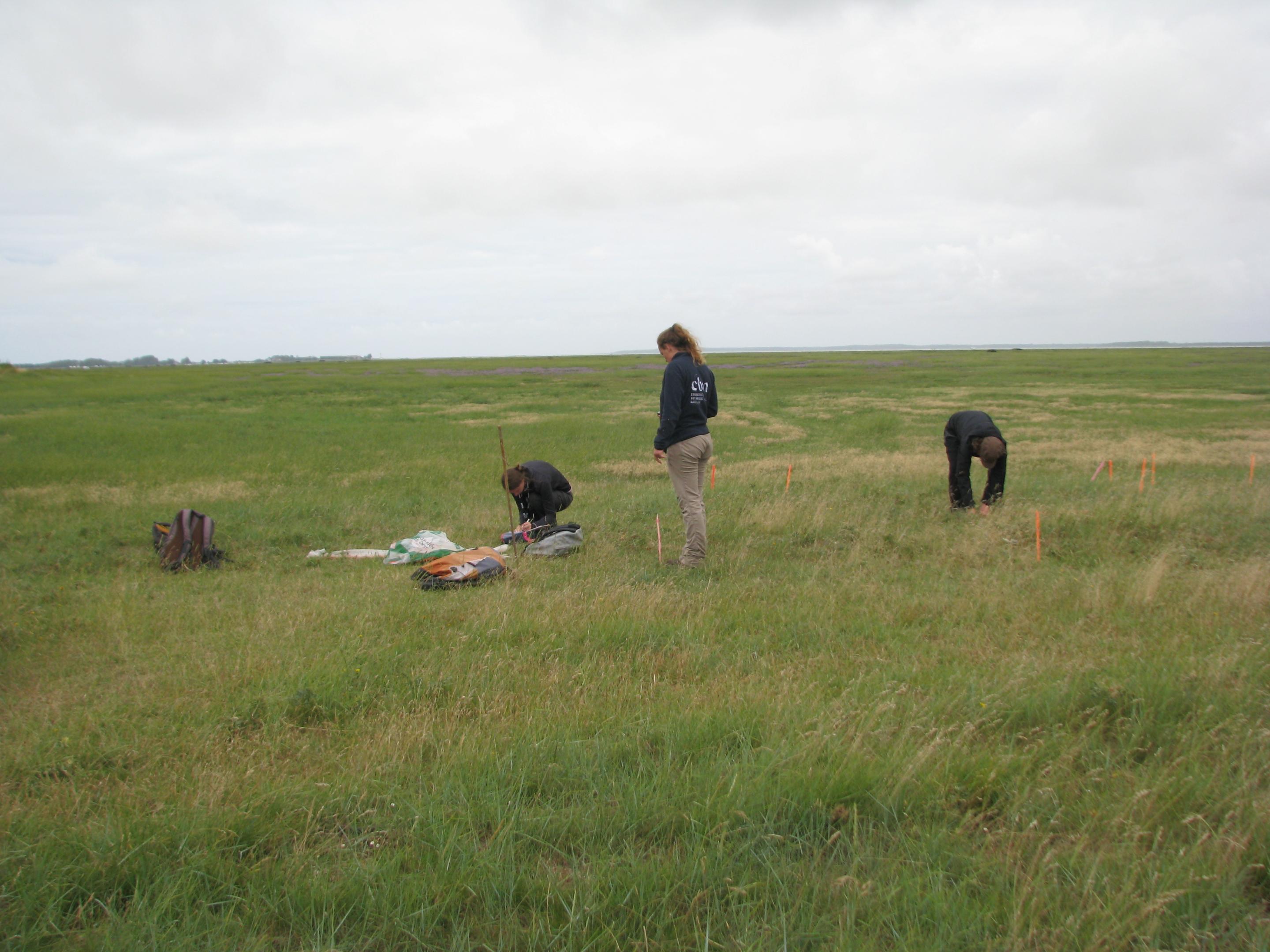 Suivi du Buplèvre menu en baie de Somme