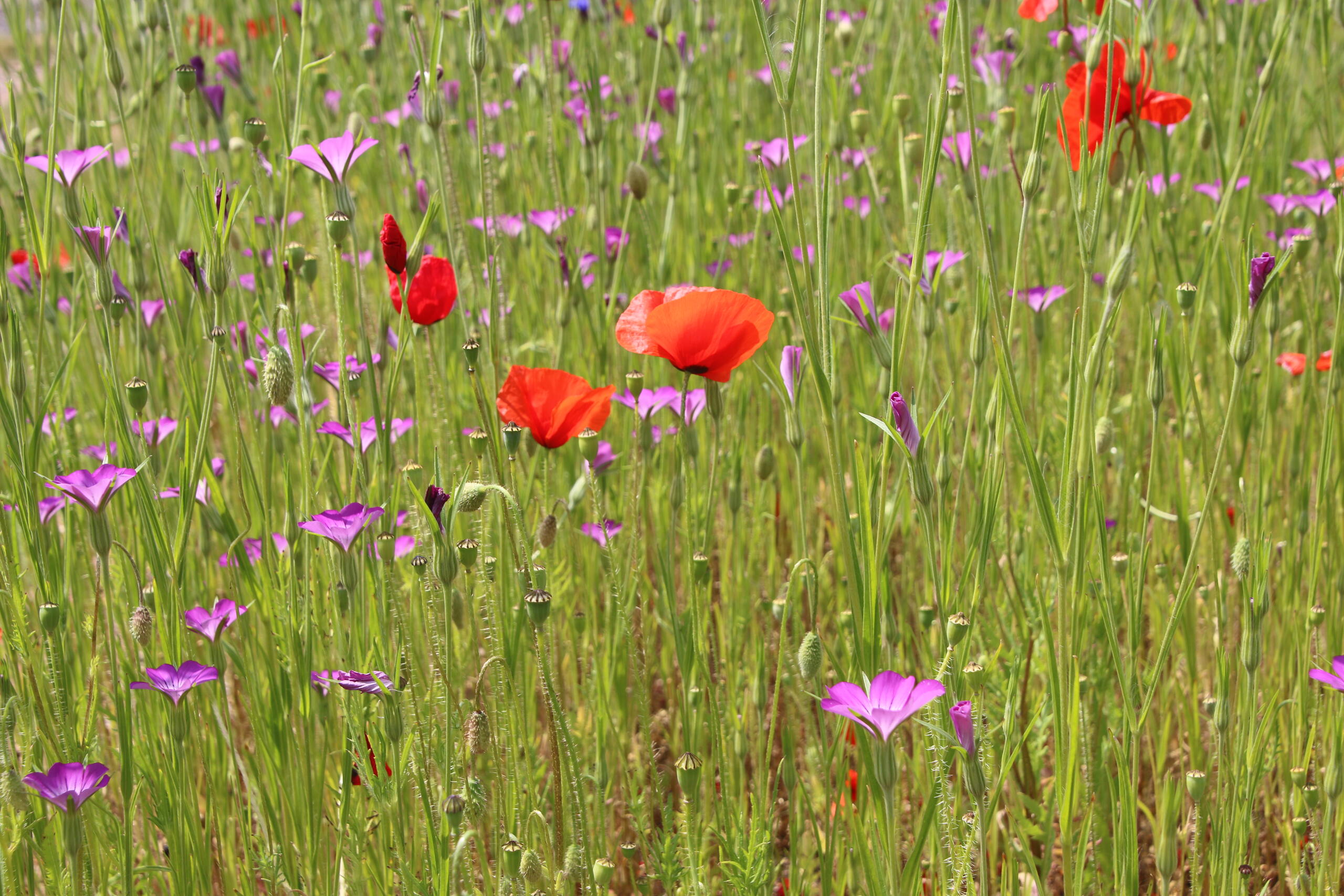 Temps d'échanges : "Création d'un espace fleuri" à Géotopia (Pas-de-Calais)