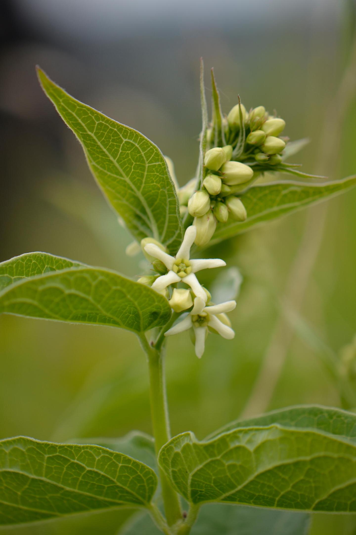 Le Dompte-venin retrouvé à Auxi-le-Château (Pas-de-Calais)