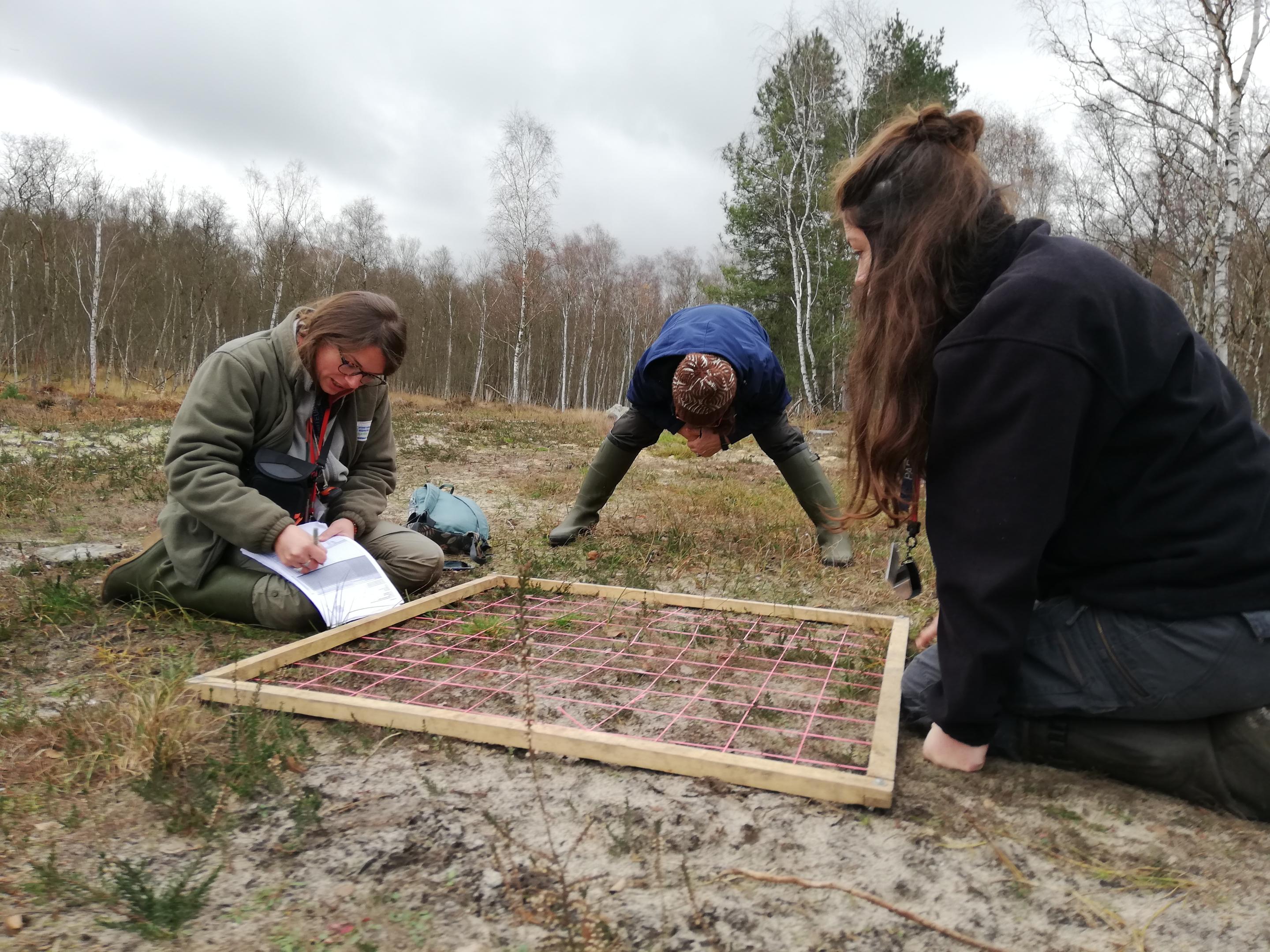 Un état initial des populations de mousses, lichens et flore vasculaire après travaux au sein des landes du Parc Astérix à Plailly (Oise)