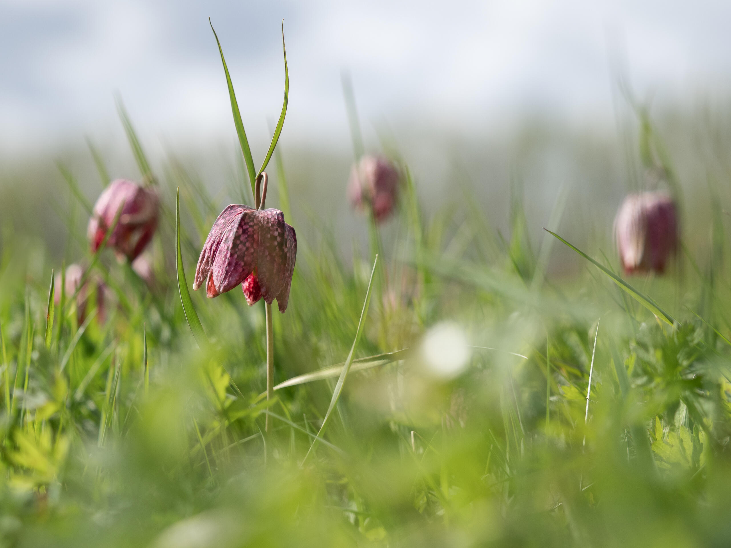 Sortie nature « Éclosions printanières » - Bailleul - GR 128 (Nord)
