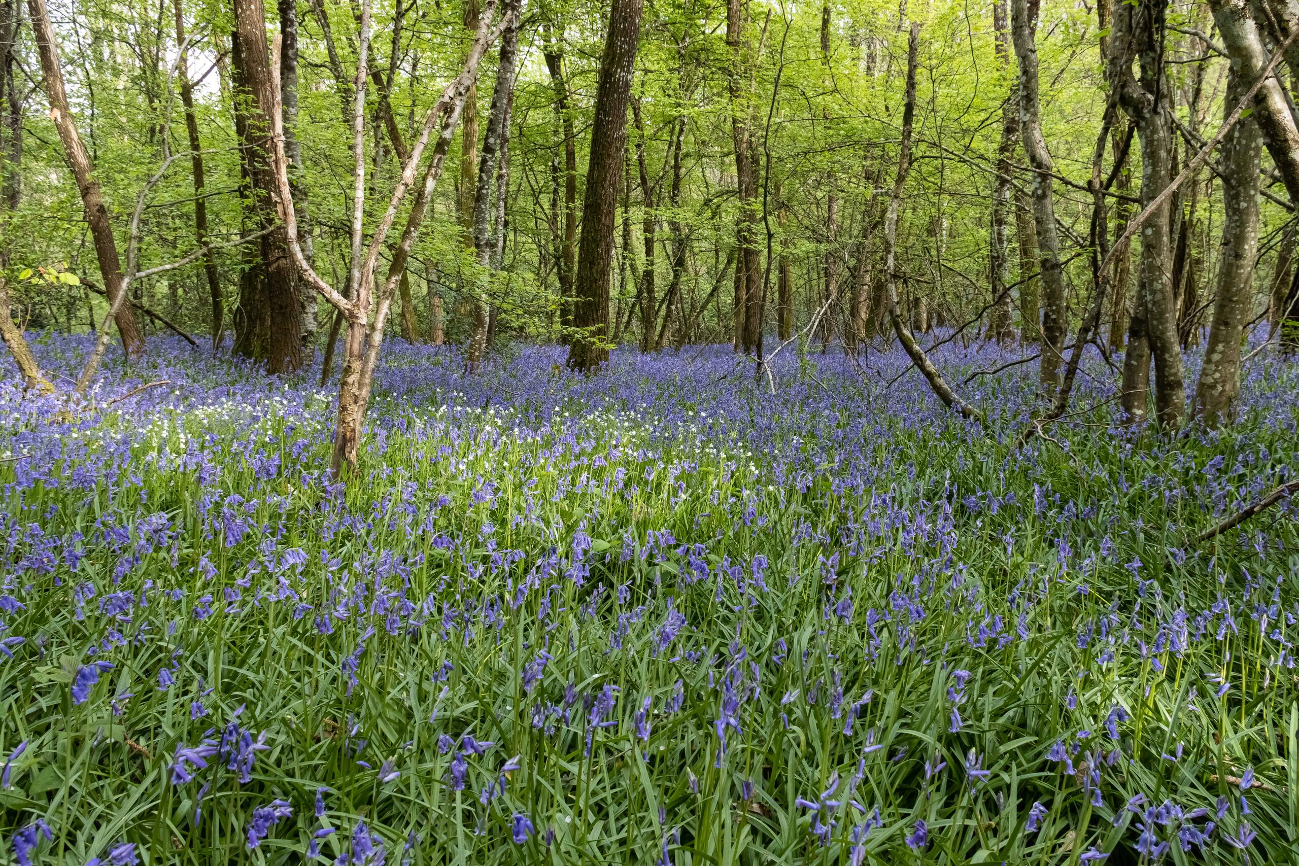 Sortie nature « Forêt bleue » - SAINT-JANS-CAPPEL (Nord)
