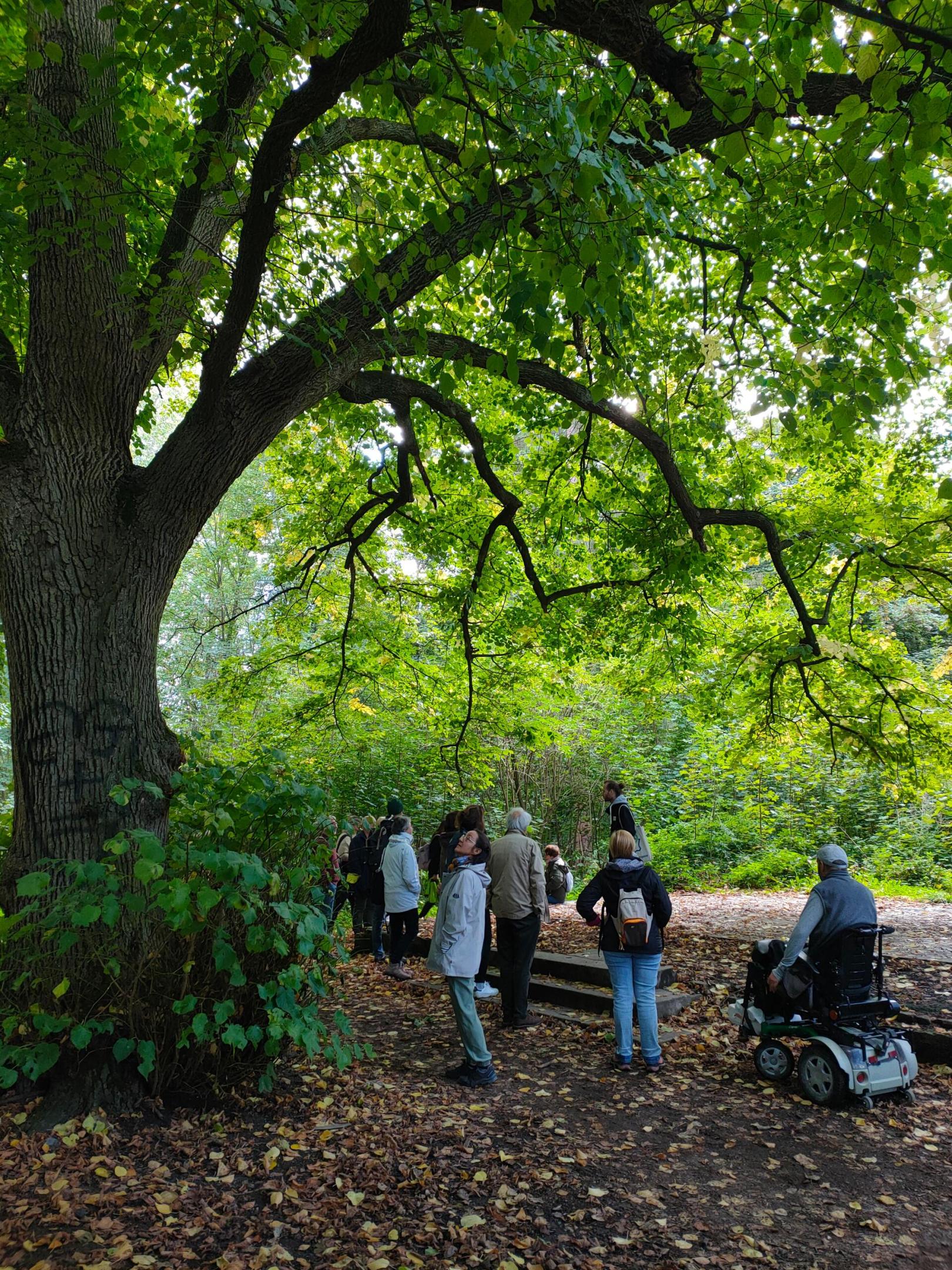 Sortie nature « La gueule de bois » – Sainghin-en-Mélantois (Nord)