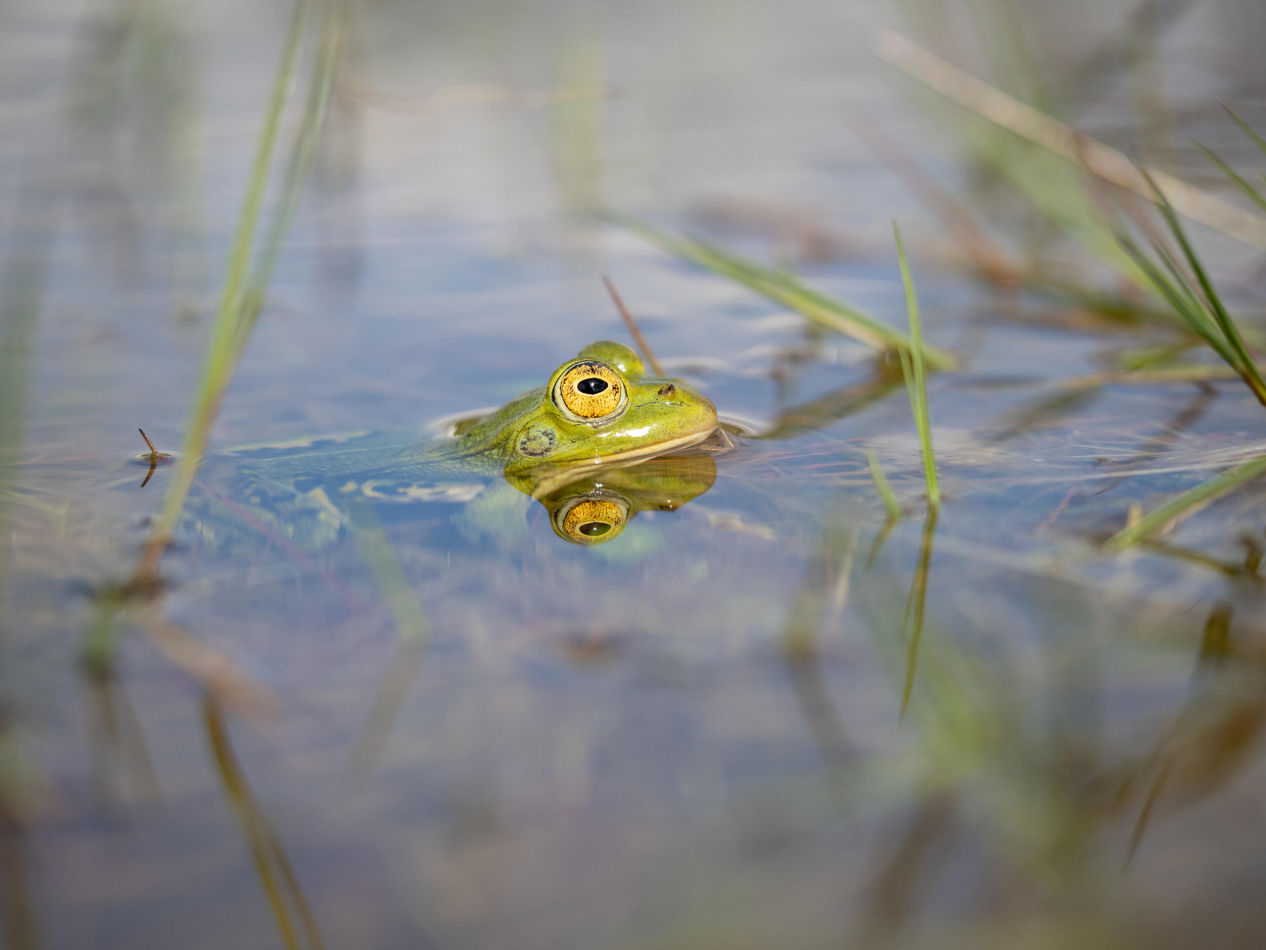 Sortie nature « Et tu chantes, chantes, chantes, ce refrain qui te plaît » – Haubourdin (Nord)