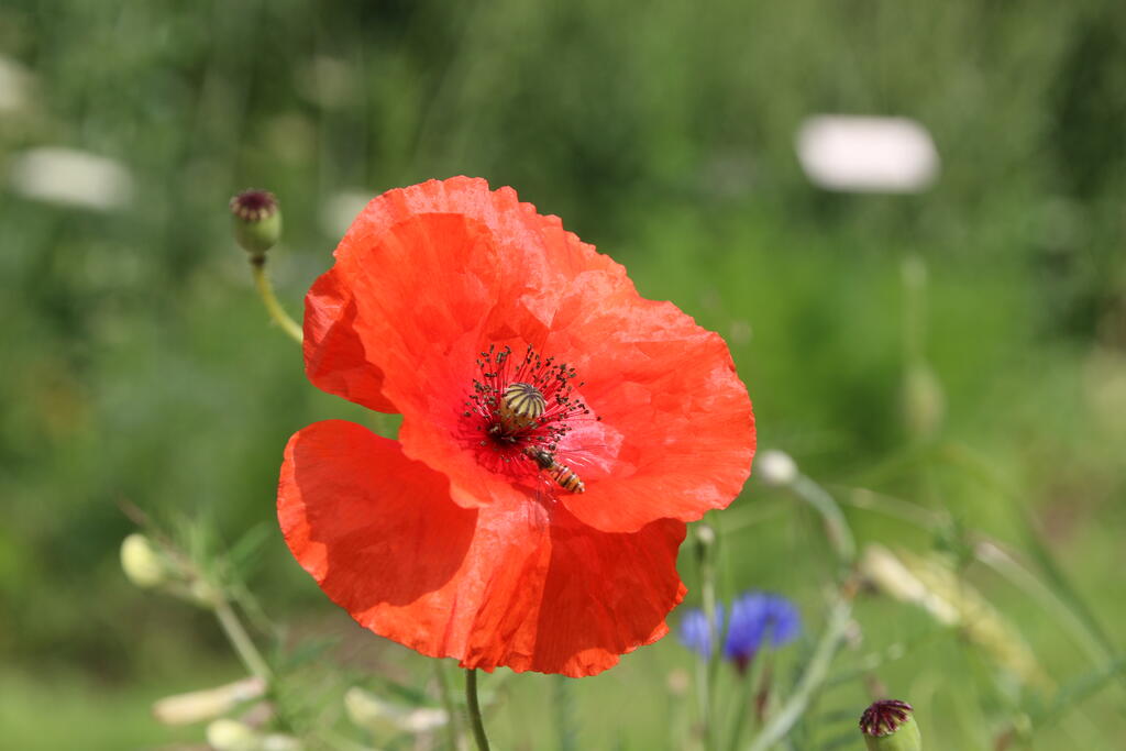 Sortie nature « Séduire à tout prix » - Bailleul - GR 128 (Nord)