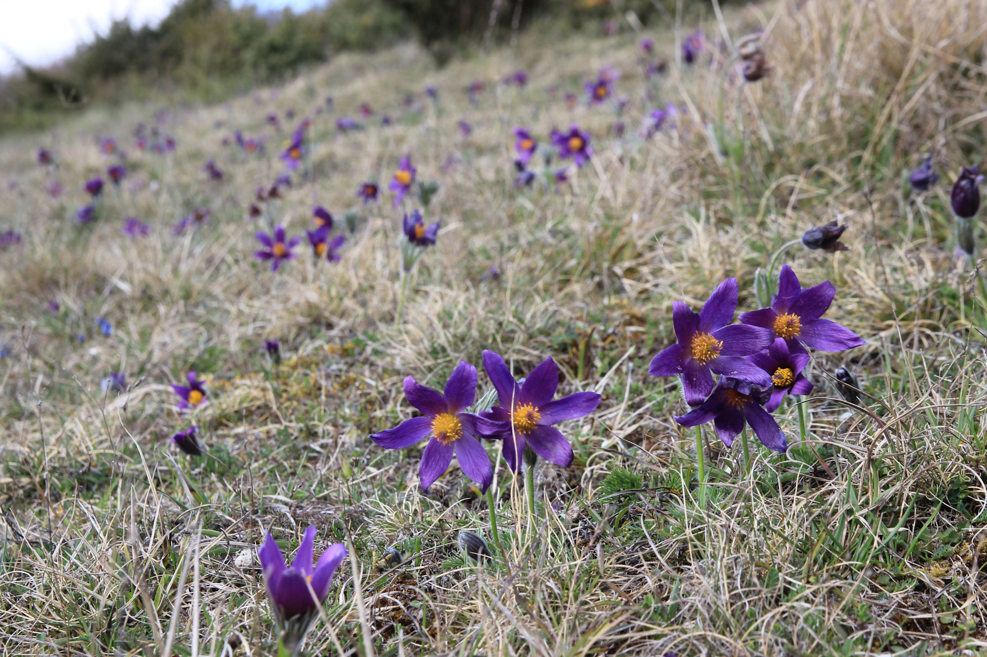 Visite guidée « La Flore printanière des coteaux du plateau picard » – Fignières (Somme)