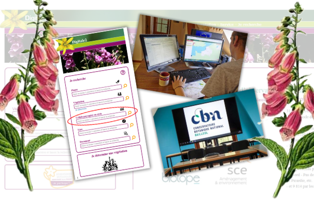 Formation à l’enregistrement en ligne de vos données d’observations sur la flore sauvage des Hauts-de-France