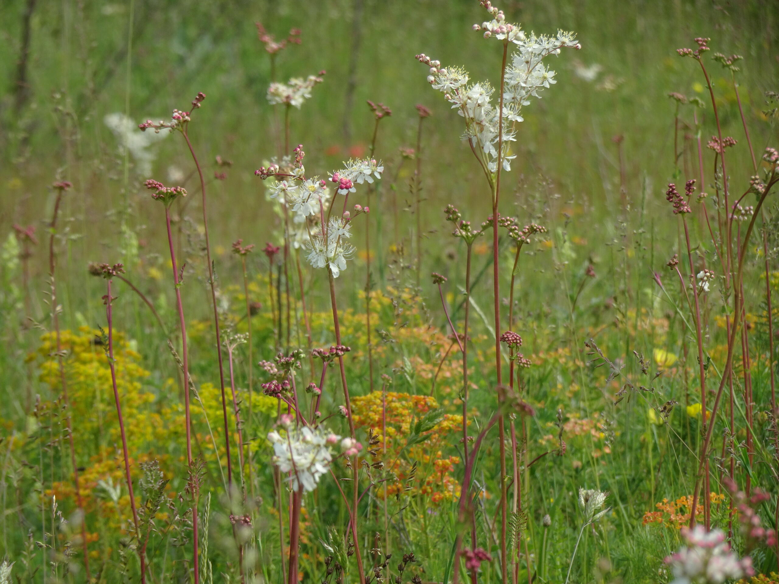 Sortie nature annulée