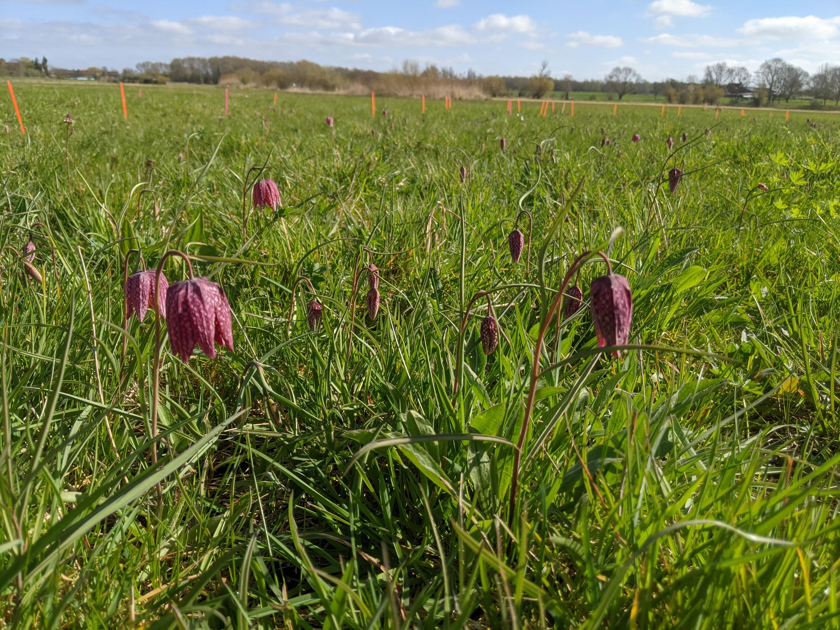 La population de Fritillaire pintade se porte bien en vallée de la Lys