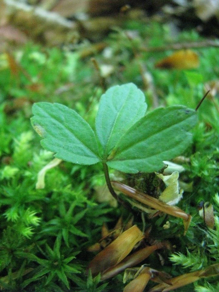 Suivi des expérimentations sur la Cardamine à bulbilles en forêt domaniale de Thelle (Oise)