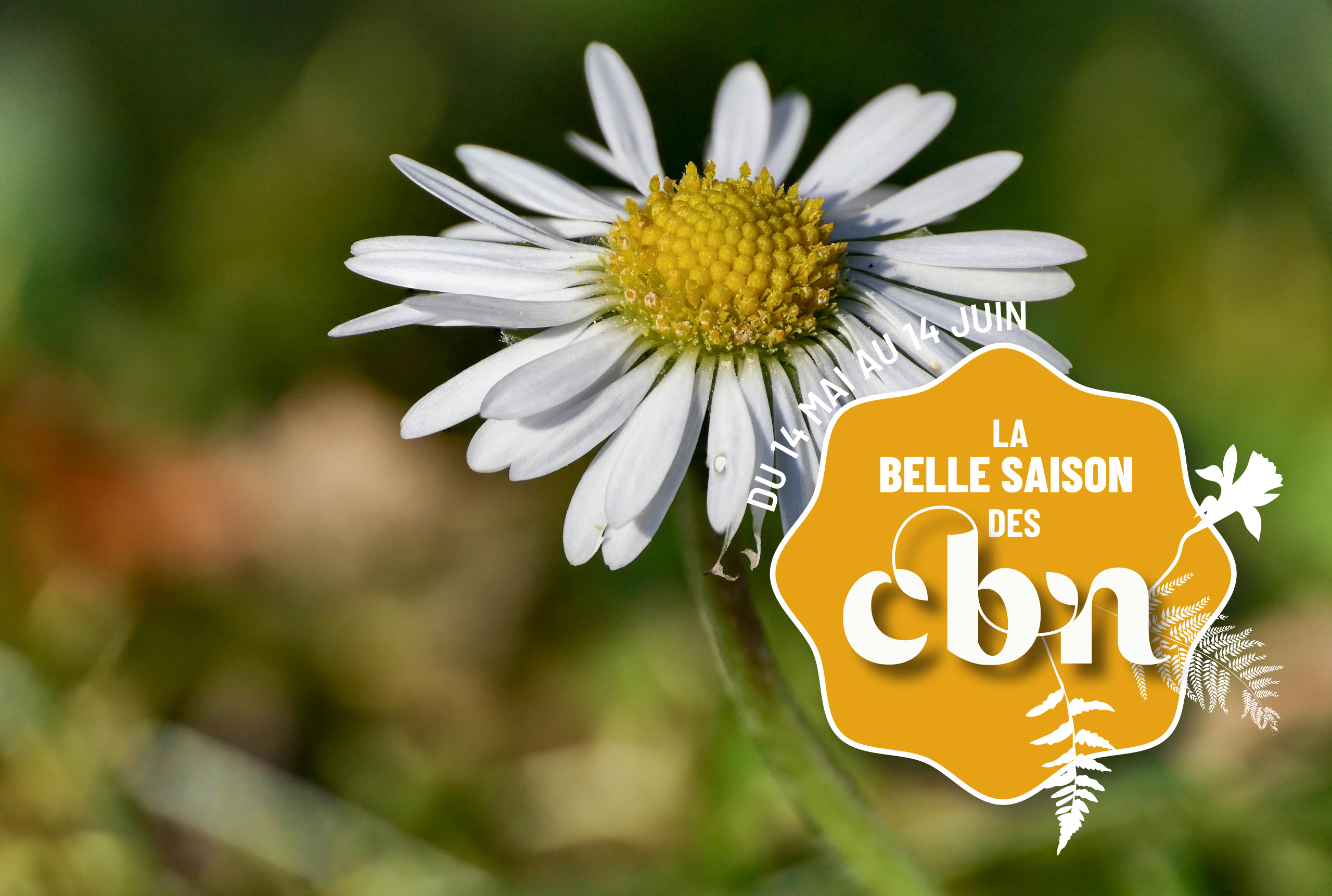 Sortie nature - Les plantes sauvages comestibles du Parc Jean-Jacques Rousseau à Ermenonville (Oise)