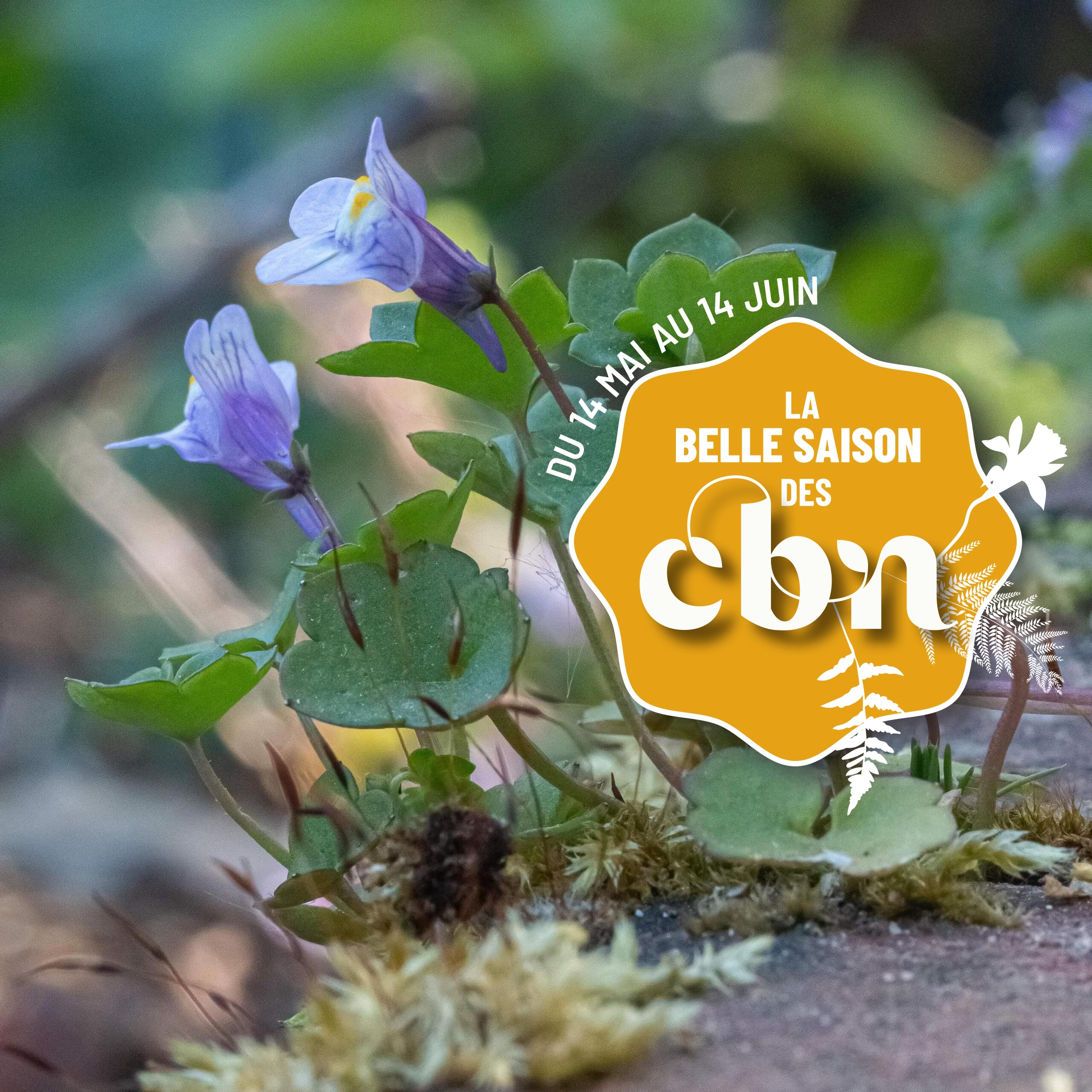 Sortie nature « La flore urbaine n’attend que toi ! » - Bailleul - GR 128 (Nord)