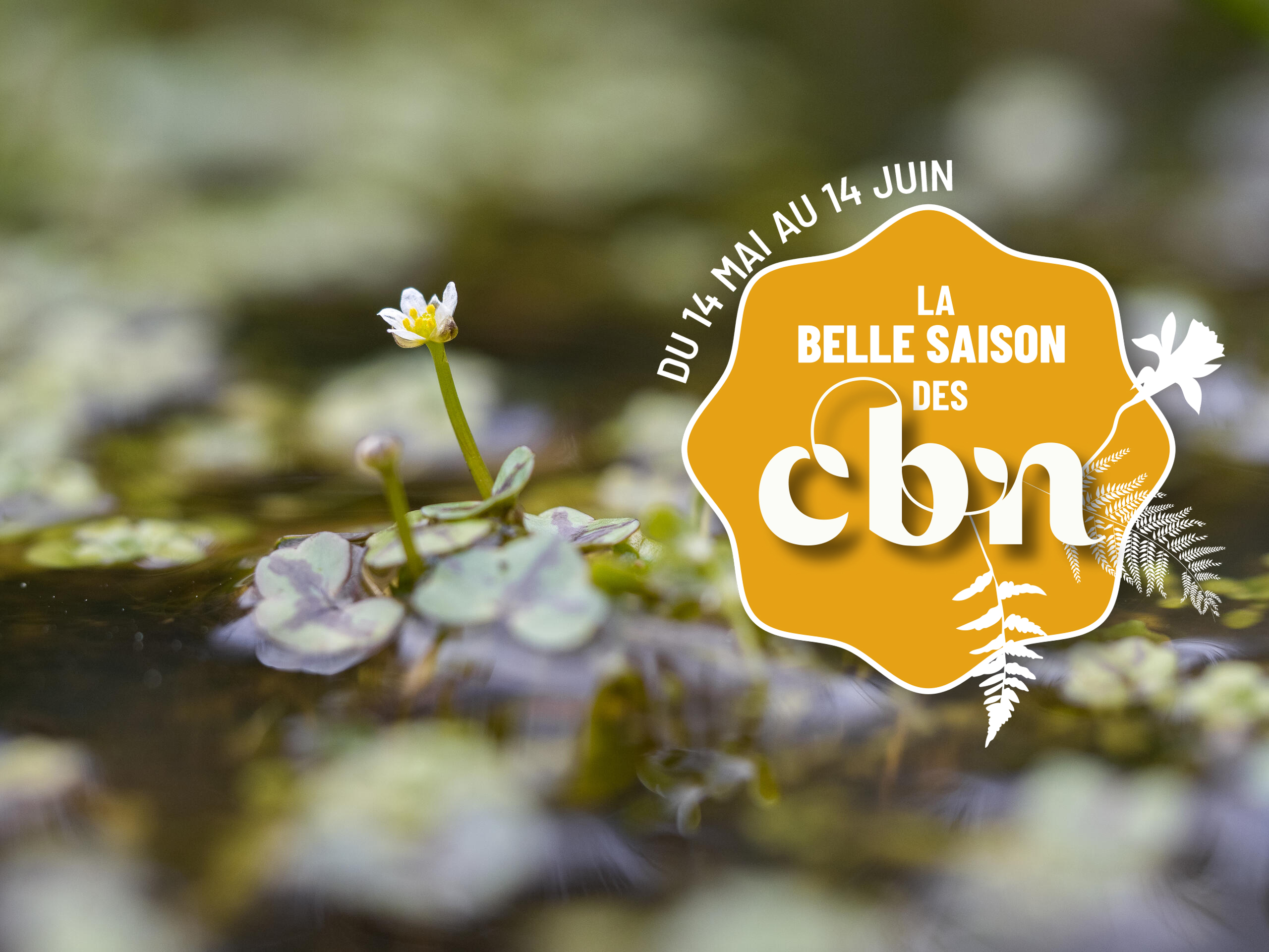 Sortie nature « Mares mais pas aux canards » - Bailleul - GR 128 (Nord)