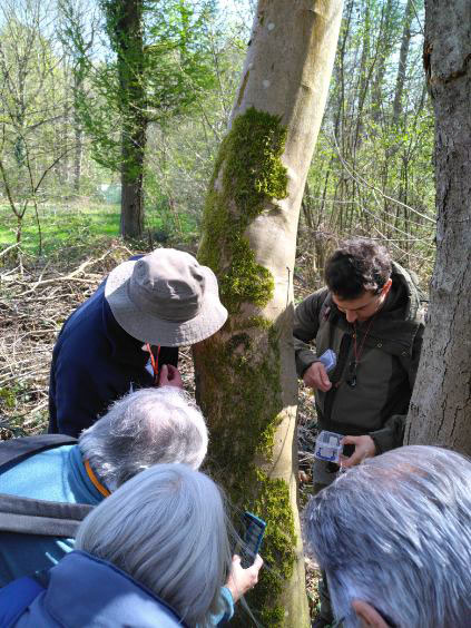 Sensibilisation au monde des Bryophytes (Mousses, Hépatiques et Anthocérotes) 