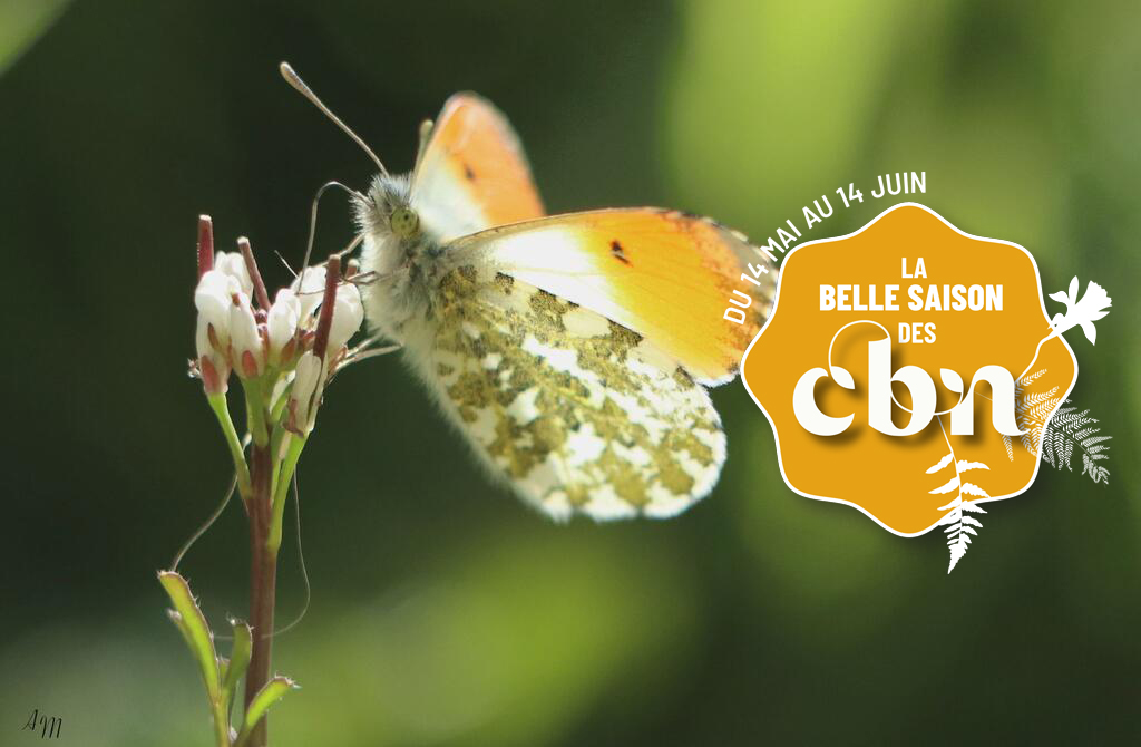 Sortie nature « Tournée générale ! » - Wavrin (Nord) 