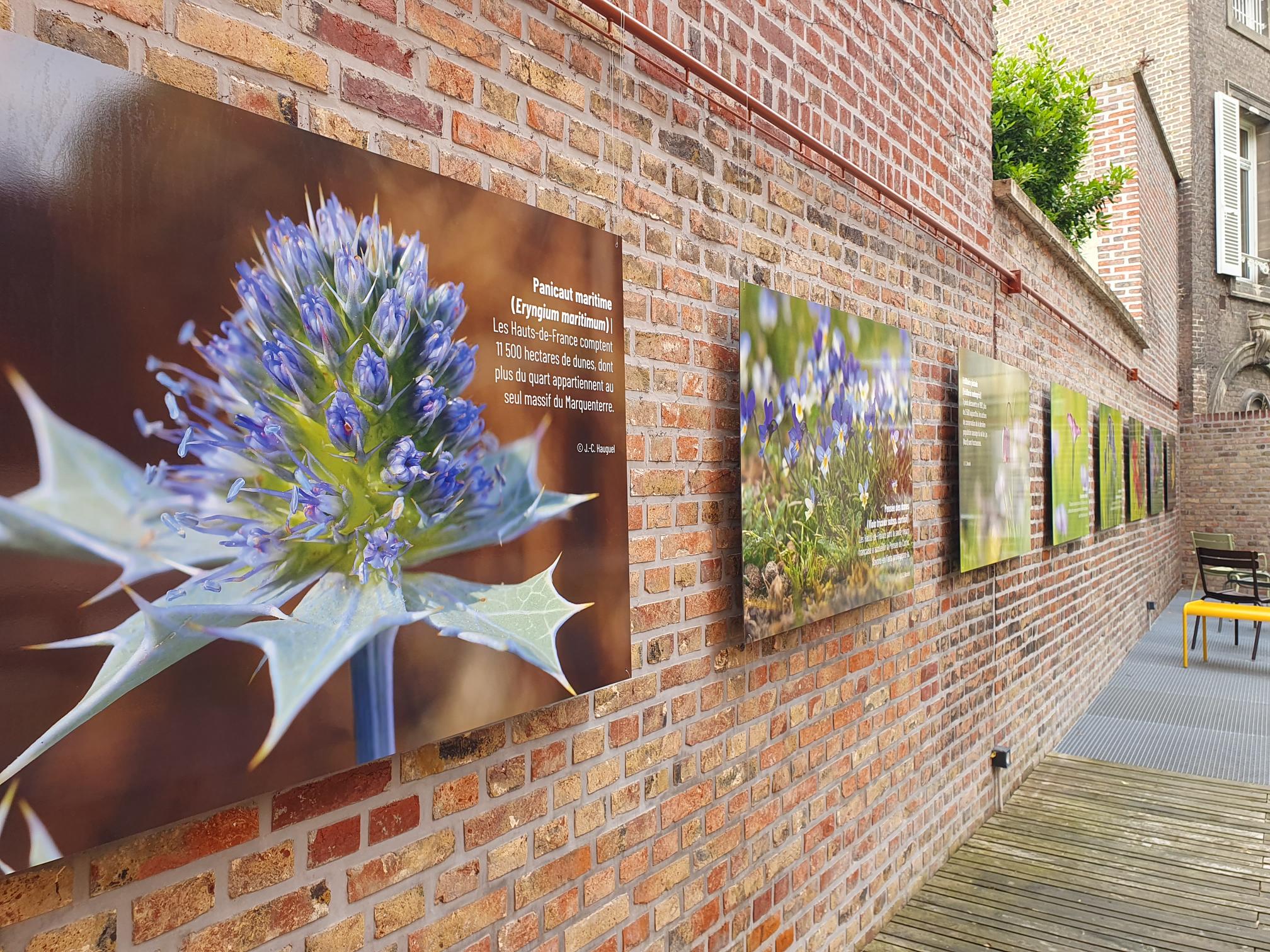 Emprunter l’exposition « Flore sauvage des Hauts-de-France »