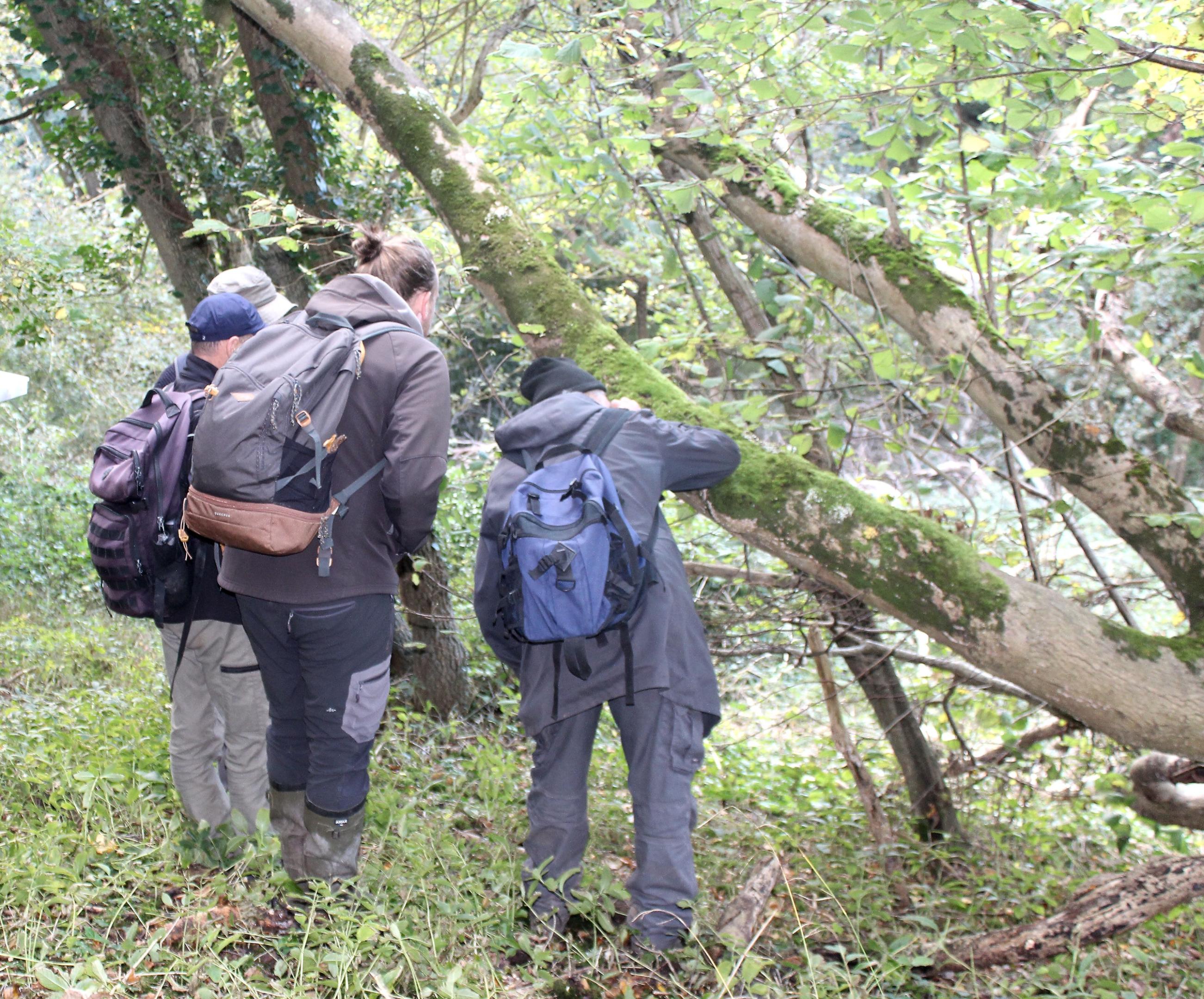 SAVE THE DATE : Sortie du collectif des bryologues du nord de la France le mardi 14 octobre 2025