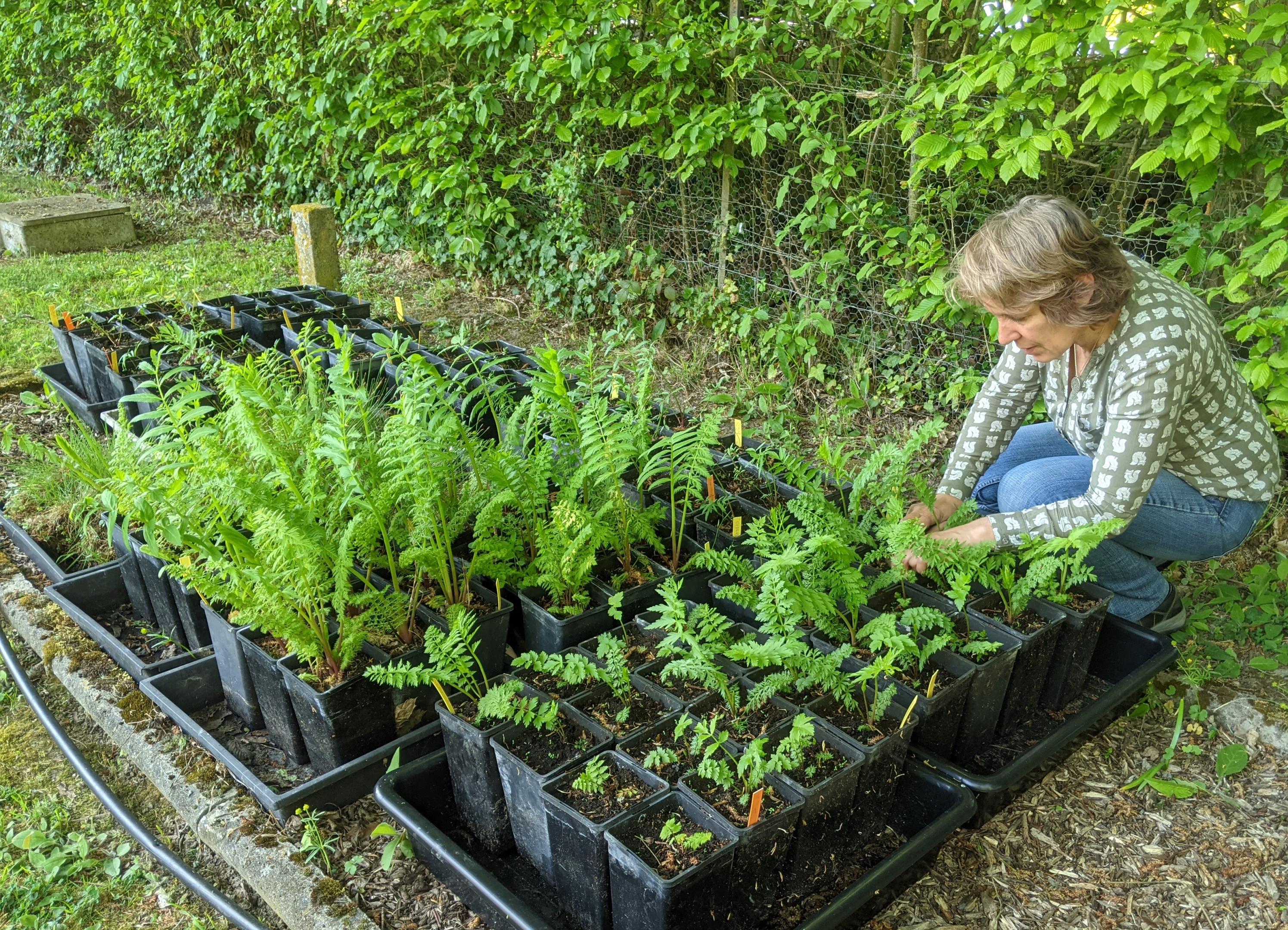 Conservation ex situ : renforcement de population pour la Berle à larges