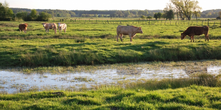 Le CBN s’engage en faveur de la préservation de prairies