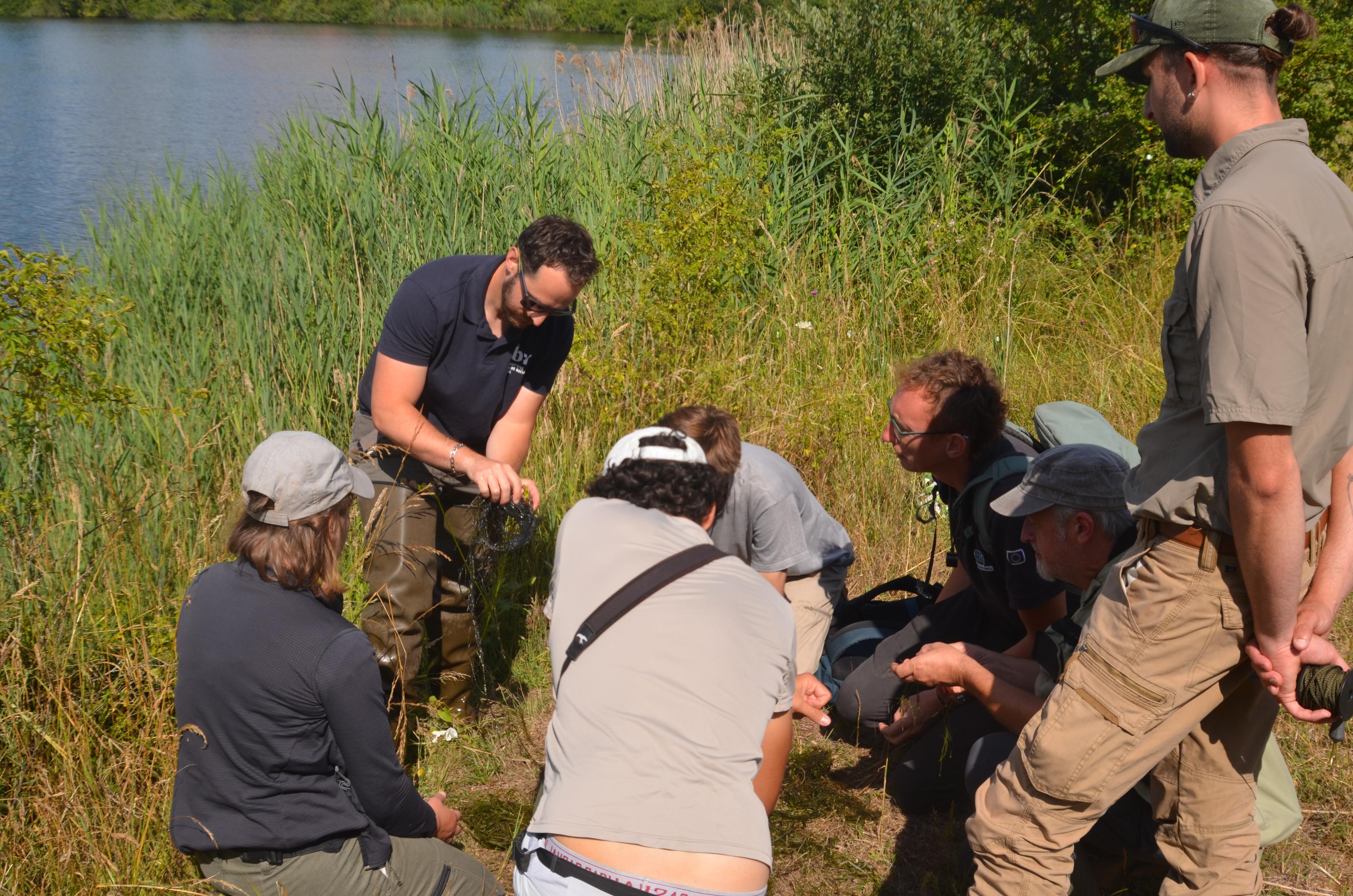 Première observation de la Characée étoilée dans le département du Nord  