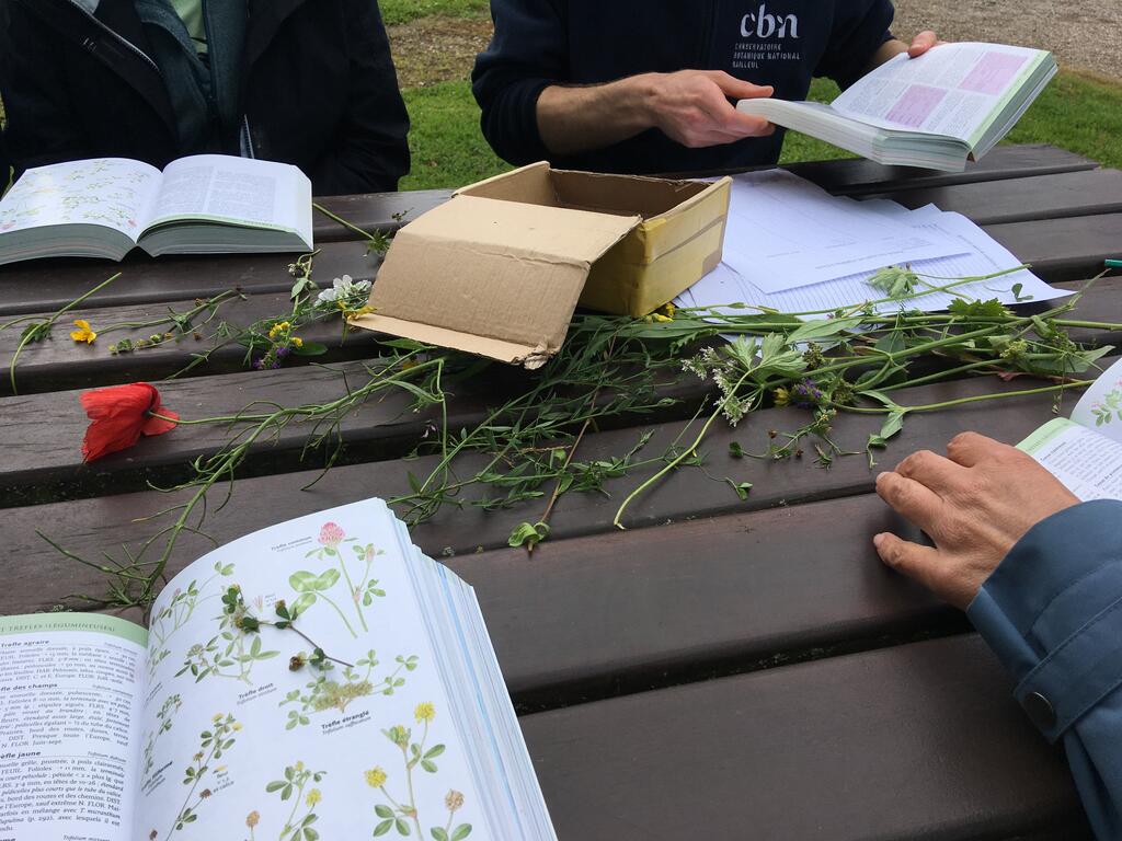 De nouvelles ressources pour s'initier à la botanique