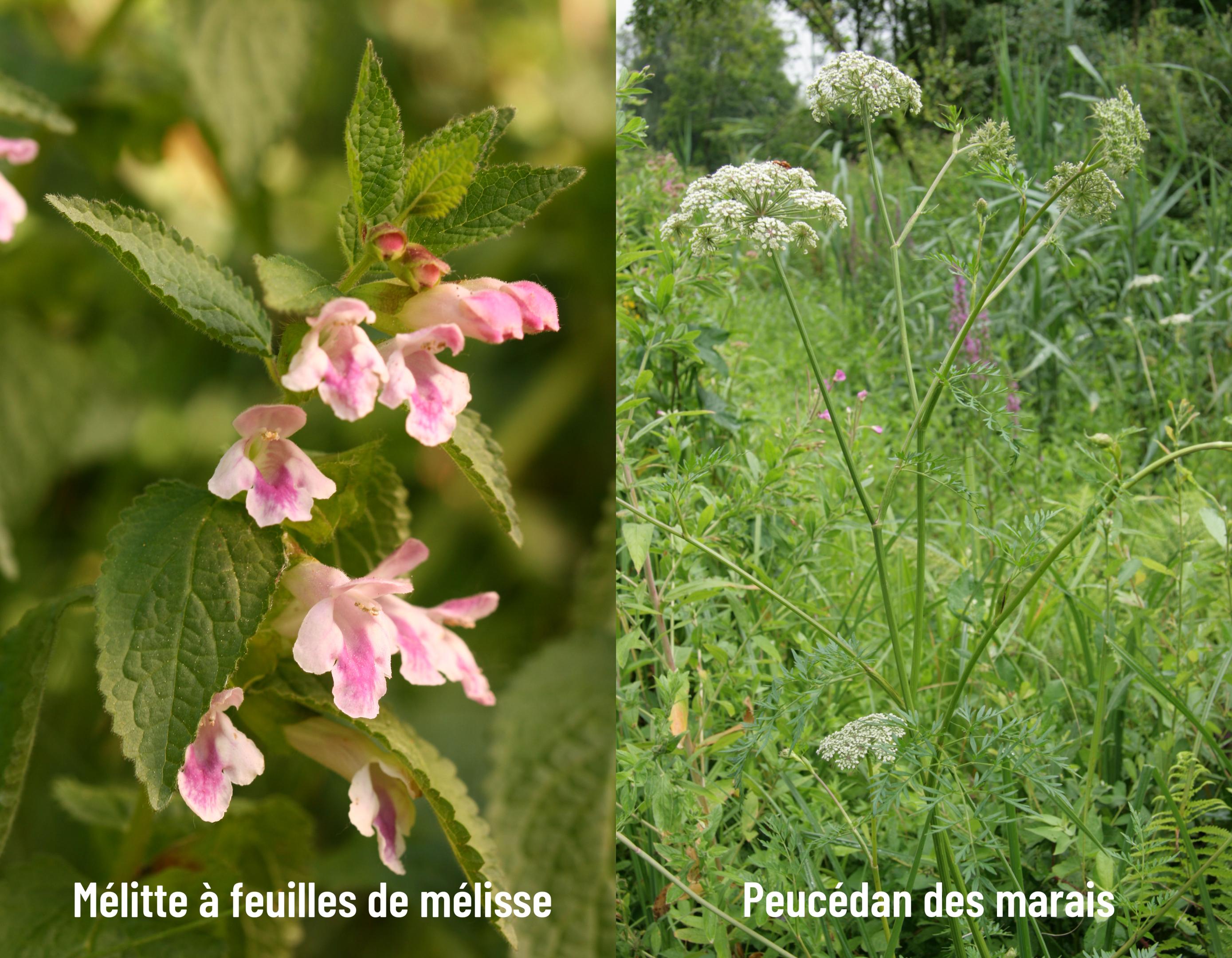 La banque de semences du conservatoire s’enrichit de deux nouvelles espèces