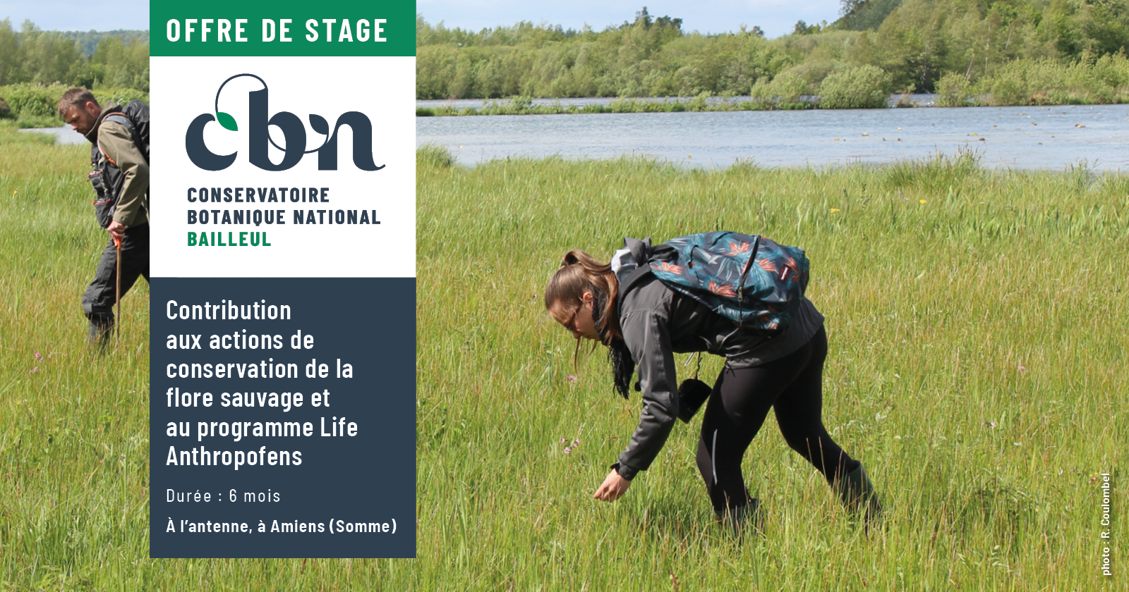 Offre de stage "Contribution aux actions de conservation de la flore sauvage  et au programme Life Anthropofens "