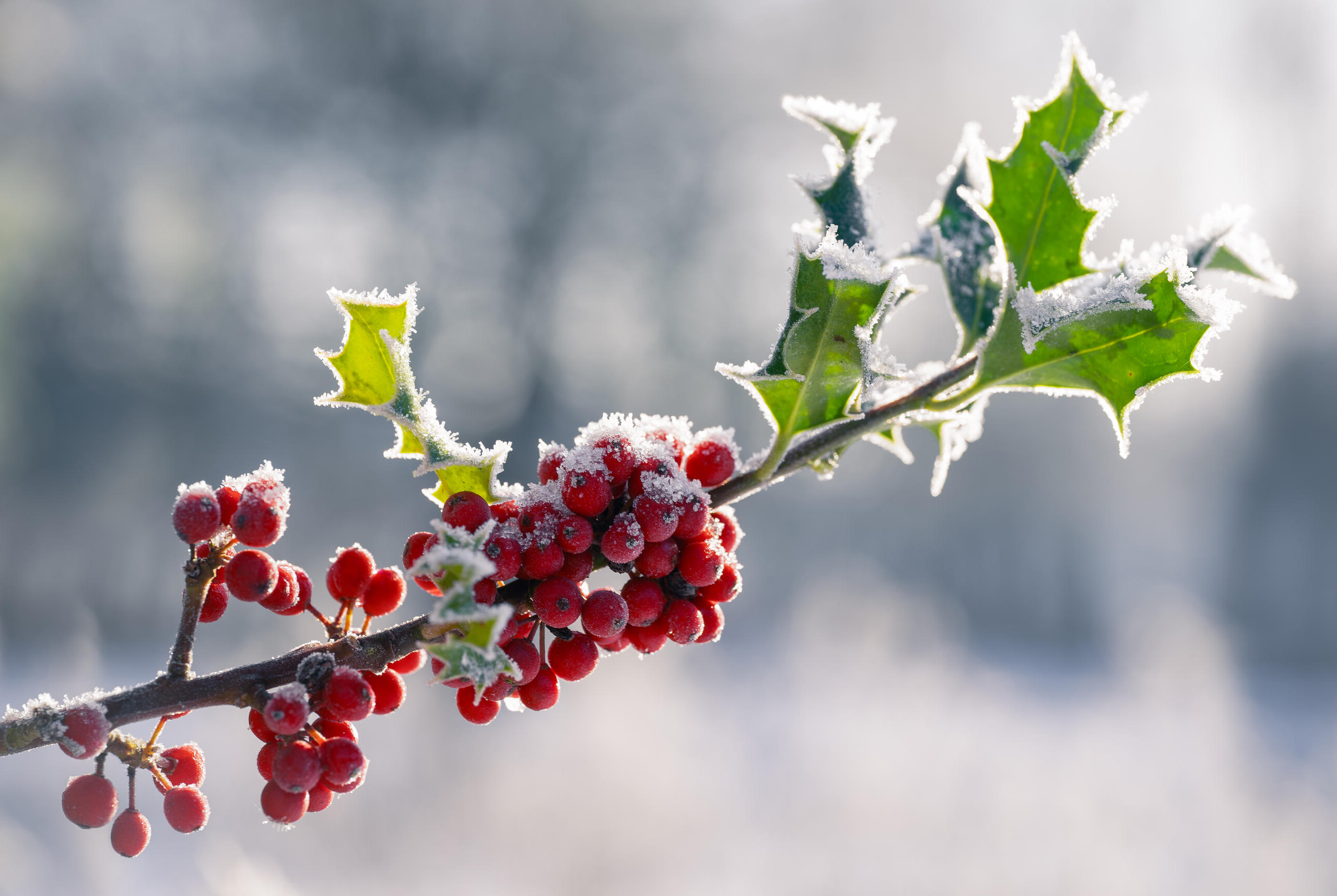 Fermeture du CBN de Bailleul pour les fêtes de fin d'année