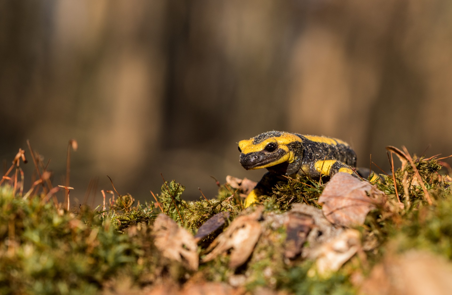 Conférence sur la biodiversité et l'histoire naturelle des Hauts-de-France