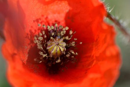 Papaver rhoeas