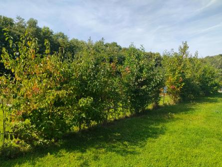 Végétal local outils