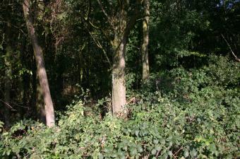 Le conservatoire dans l'agenda de l'explorateur de la MEL