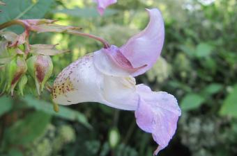 Le conservatoire dans l'agenda de l'explorateur de la MEL