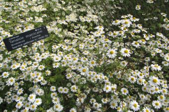 rdv nature au conservatoire botanique
