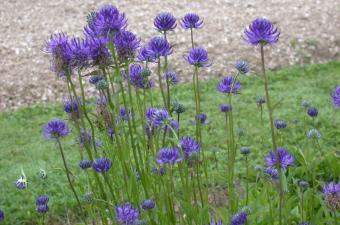 Raiponce orbiculaire