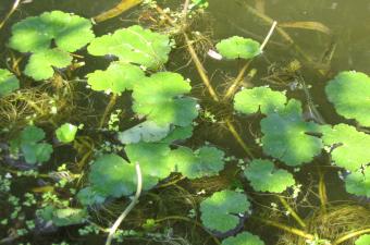 Hydrocotyle ranunculoides