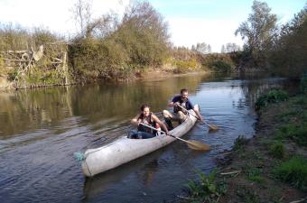 Lindernie fausse gratiole