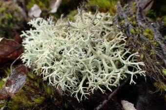 Cladonia portentosa lichen