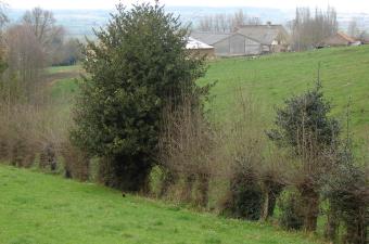 Festival de l'Arbre CBNBL