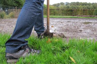 plantation festival de l'arbre CBNBL