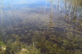 Characées Normandie CBNBL