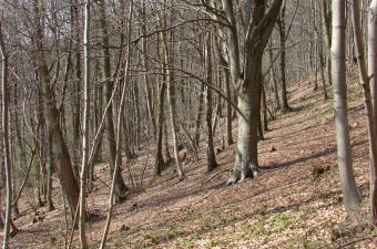 Festival de l'Arbre CBNBL