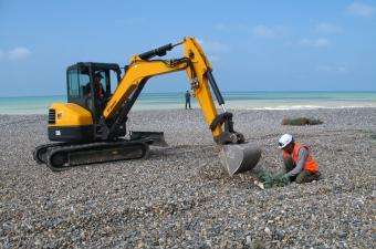 Réimplantion du Crambe Maritima Criel-sur-mer