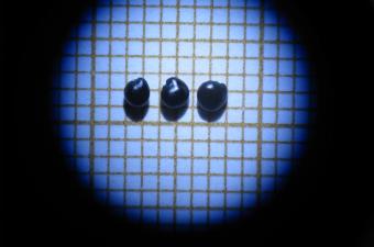 Semences Genêt d'Angleterre (Genista anglica)