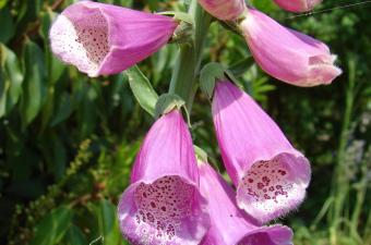 Digitalis purpurea