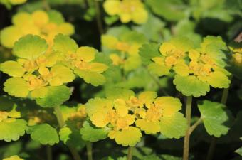 Dorine à feuilles alternes