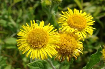 Pulicaire dysentérique