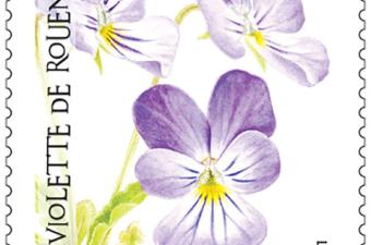 Violette de Rouen timbre